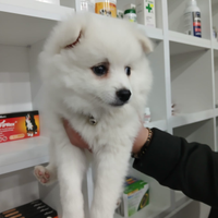 Cucciolo pomerania Spitz
