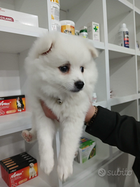 Cucciolo pomerania Spitz