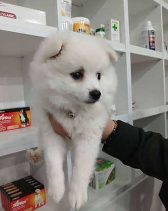 Cucciolo pomerania Spitz