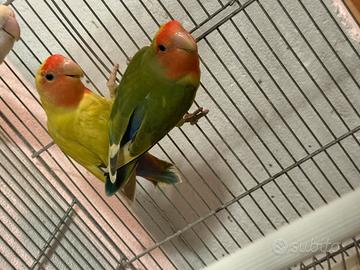 Coppia di inseparabili