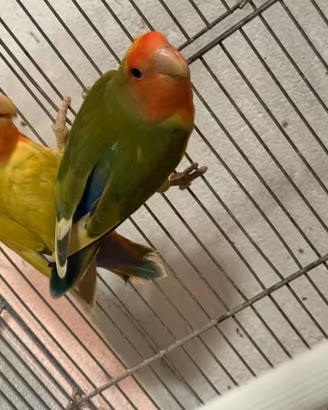 Coppia di inseparabili