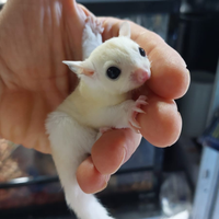 Petauri leucistici allevati a mano