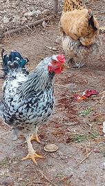 Gallo wyandotte