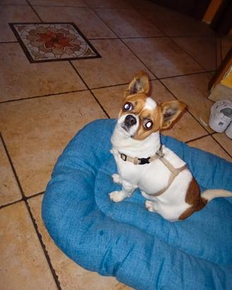 Chiwawa