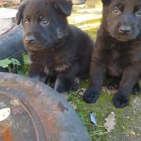 Cuccioli pastore tedesco