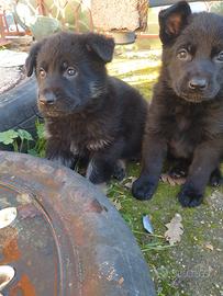 Cuccioli pastore tedesco