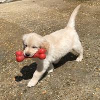 Cuccioli di golden retriever maschi femmine