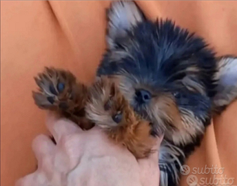 Yorkshire cuccioli taglia molto piccola