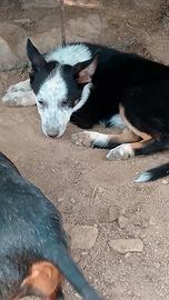 Australian cattle dog femmina cucciola