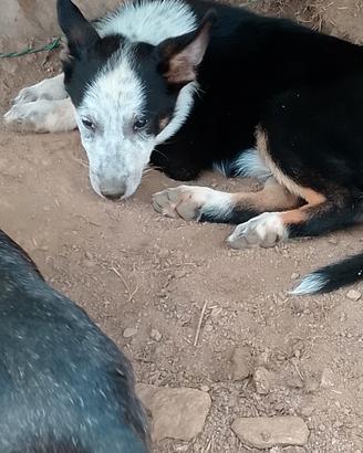 Australian cattle dog femmina cucciola