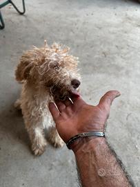 Animali