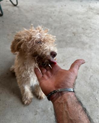 Animali