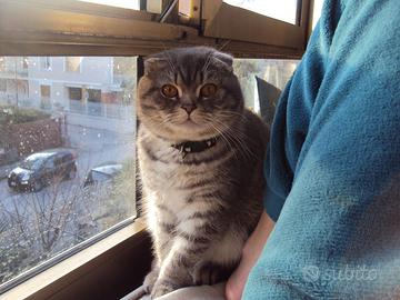 Scottish fold maschio per accoppiamento