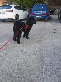 Animali