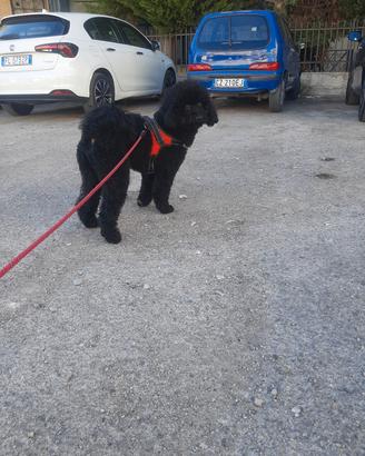 Animali