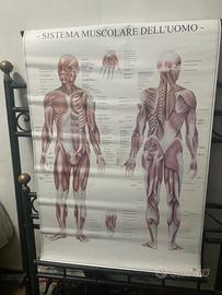 Poster anatomia umana per studi medici e posturali - Arredamento e