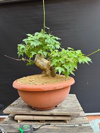 Bonsai acero tridente (VENDUTO)