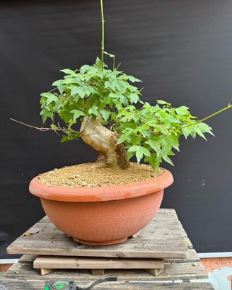 Bonsai acero tridente (VENDUTO)