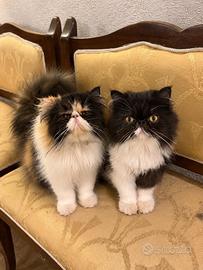 Gatti persiani