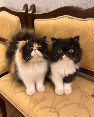 Gatti persiani