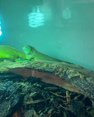 Iguana verde