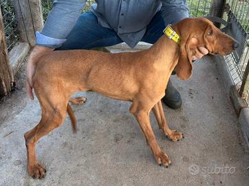 Segugio italiano 11 mesi