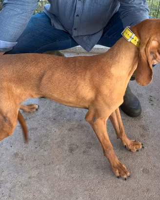 Segugio italiano 11 mesi