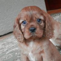 Cavalier king