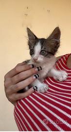 Gattino cucciolo 2 mesi maschio