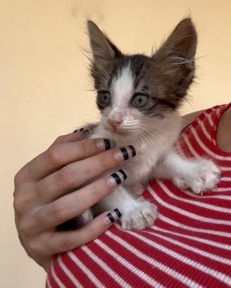 Gattino cucciolo 2 mesi maschio