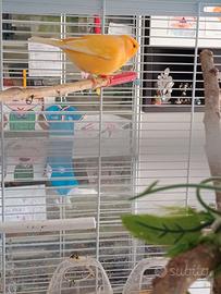 Coppia canarini pronti per riprodurre