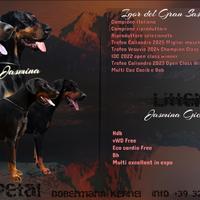 Cuccioli di dobermann