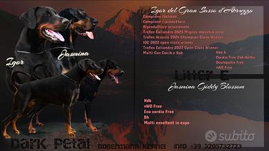 Cuccioli di dobermann