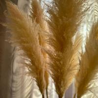 🪶🌿Pampas naturali essiccate — ideali per natale 🎄
