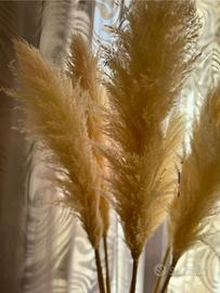 🪶🌿Pampas naturali essiccate — ideali per natale 🎄