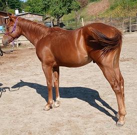 Puledro paint horse solid