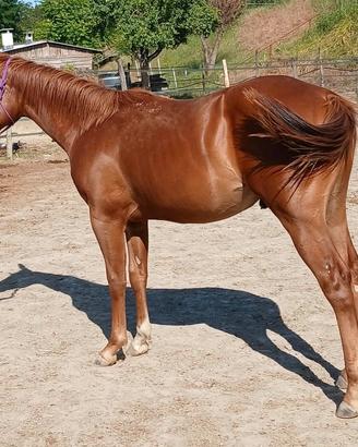 Puledro paint horse solid