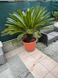 CYCAS IN VASO