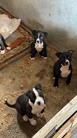 Cuccioli amstaff