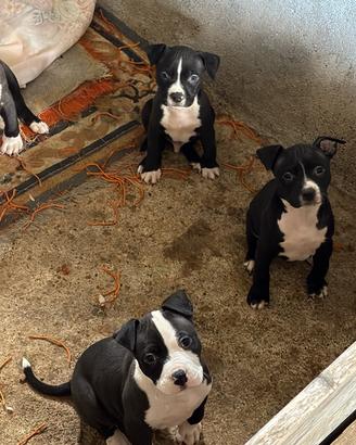 Cuccioli amstaff
