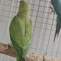 Grande Alessandrino f1