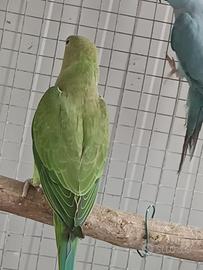 Grande Alessandrino f1