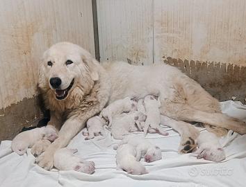 Cuccioli Pastore Abruzzese Maremmano con Pedigree
