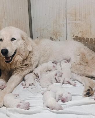 Cuccioli Pastore Abruzzese Maremmano con Pedigree