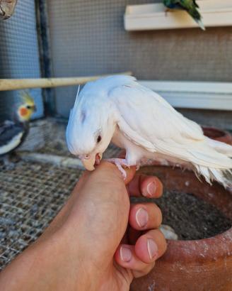Calopsita allevata a mano