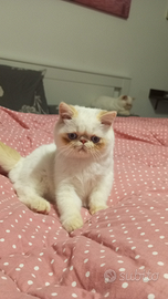 Cucciolo speciale Exotic shorthair