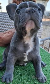 Cucciolo bulldog francese esotico