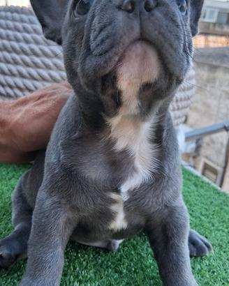 Cucciolo bulldog francese esotico