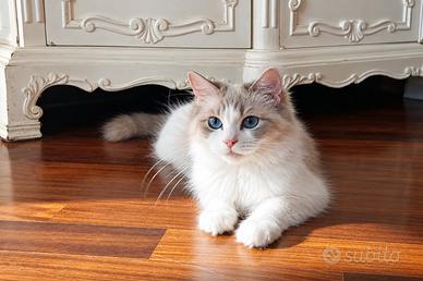 Gatta RAGDOLL adulta