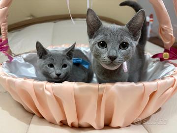 Gattino blu di russia